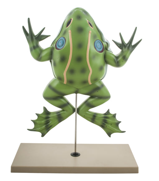 Eisco Labs Frog Dissection model ( Bull Frog ) on Stand