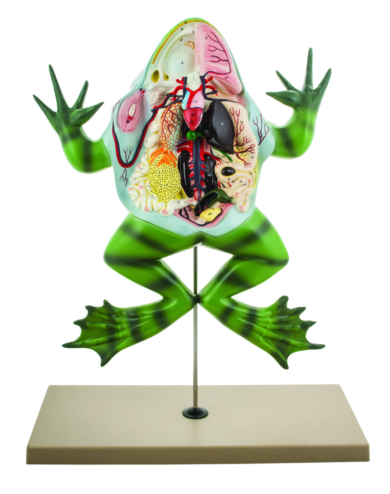 Eisco Labs Frog Dissection model ( Bull Frog ) on Stand