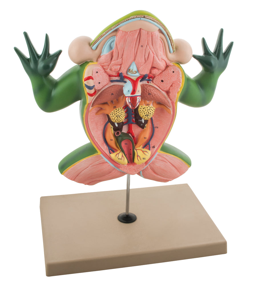 Jumbo 3D Frog Dissection Model w/ Keycard - Eisco Labs
