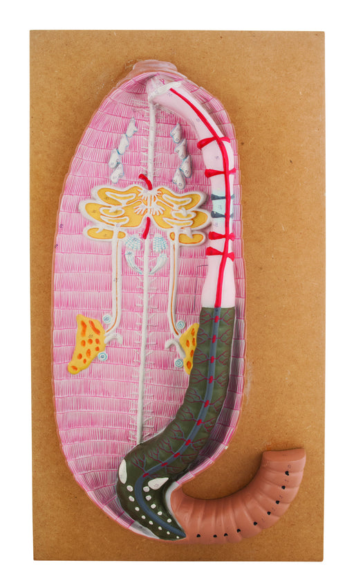 Model Earthworm Dissection