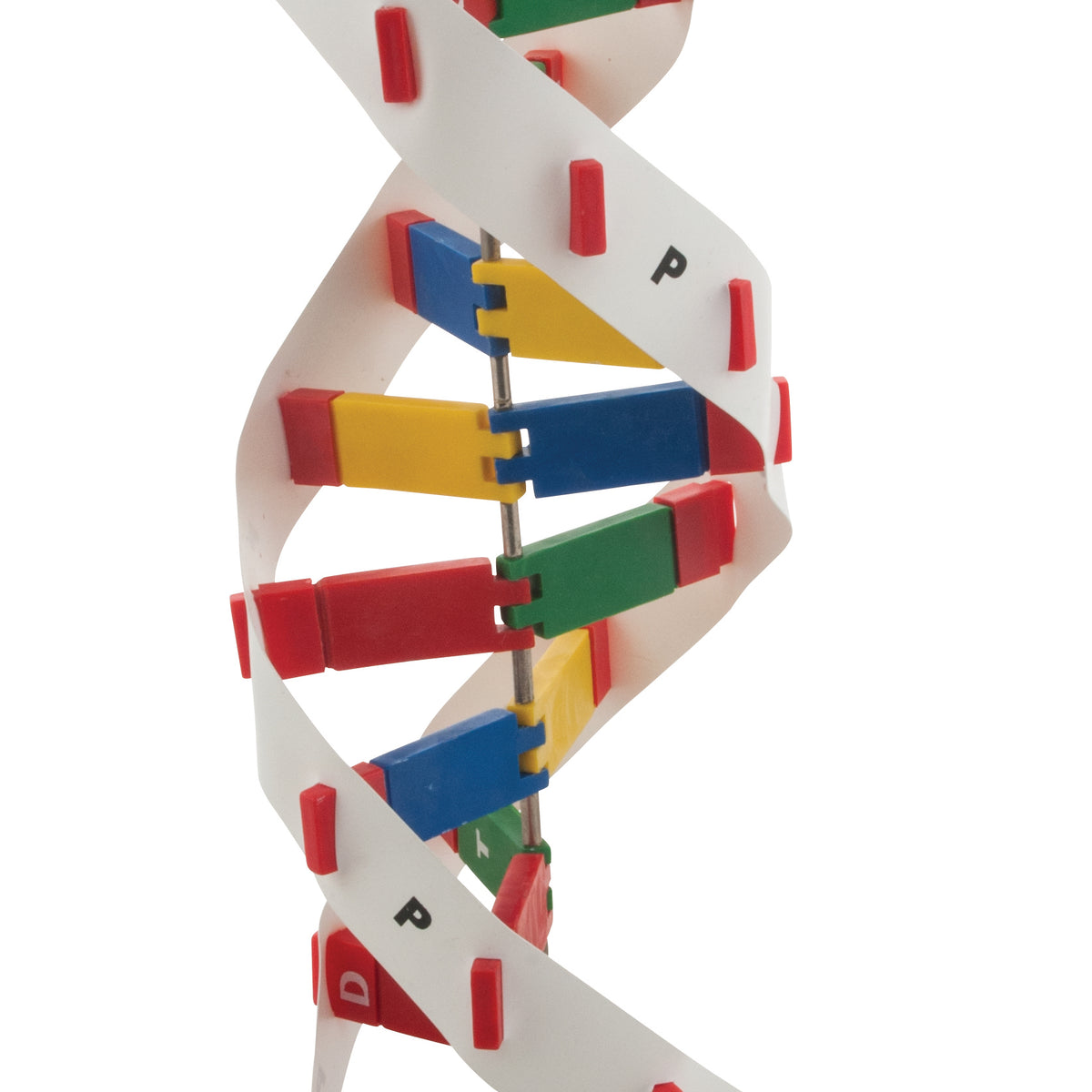 DNA Model Kit — Eisco Labs