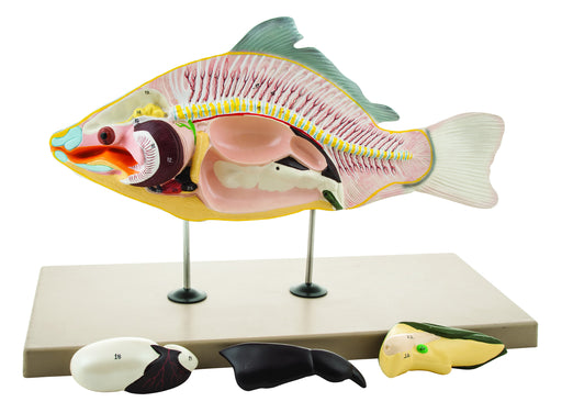 Model Carp Fish - 4 Parts