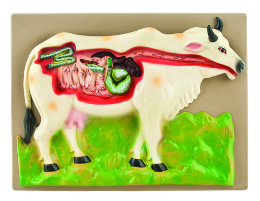Model Cow Digestive System