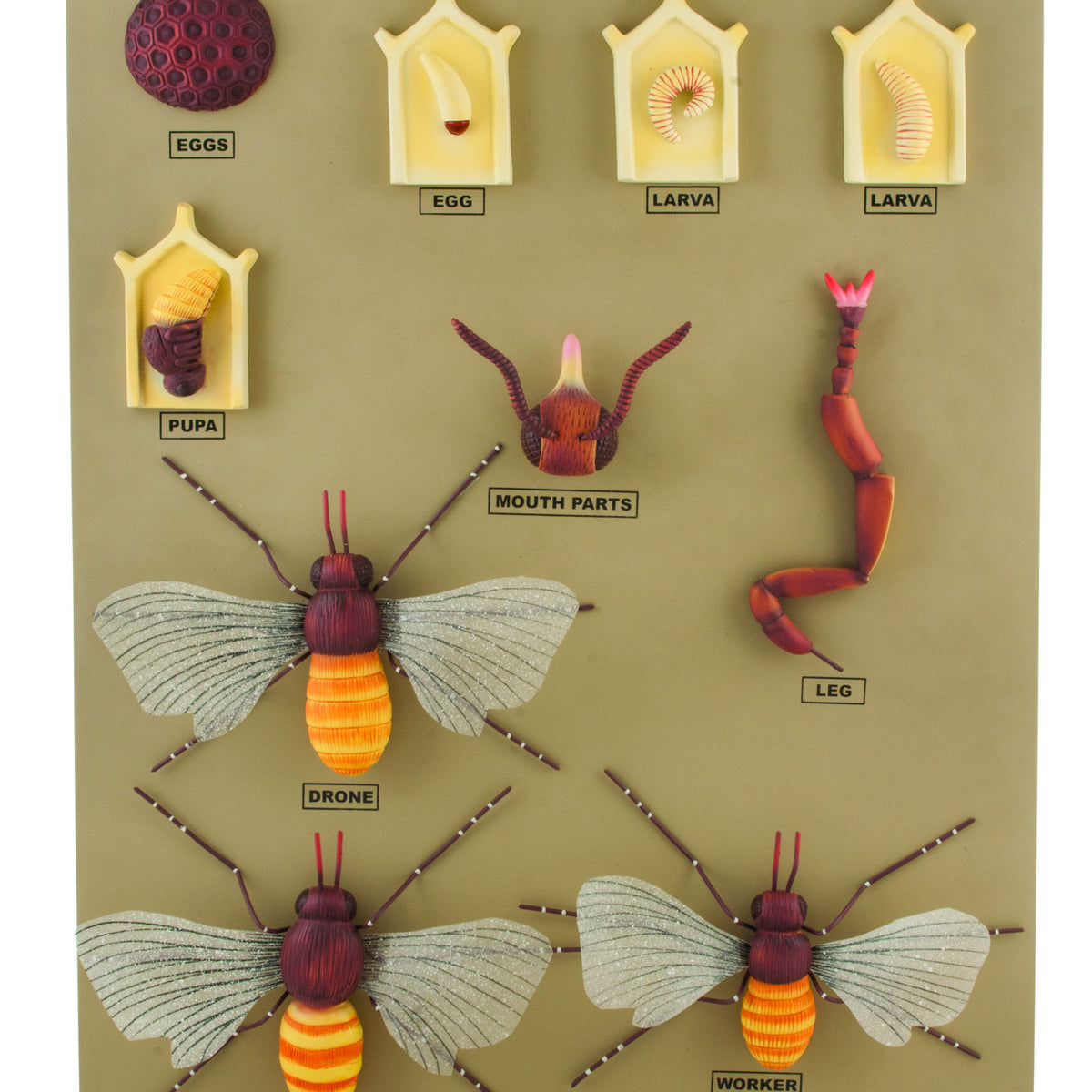 Lifecycle Of A Honey Bee Resin Specimen Block – Educational Science Display, Unique Classroom Teaching Aid