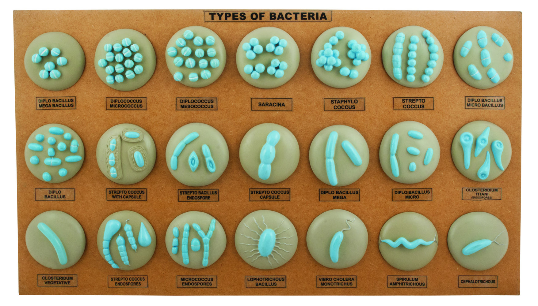 Model L.H. of Bacteria - Set of 21