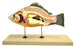 Model, Fish (Carp), 16" Long - Removable Air Bladder, Intestine, Stomach