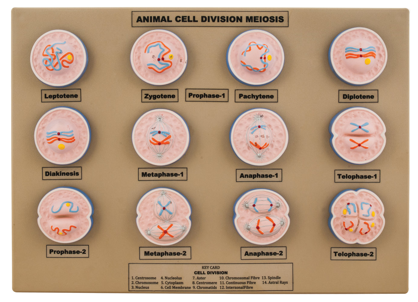 Model Animal Cell Division Meiosis - Mini