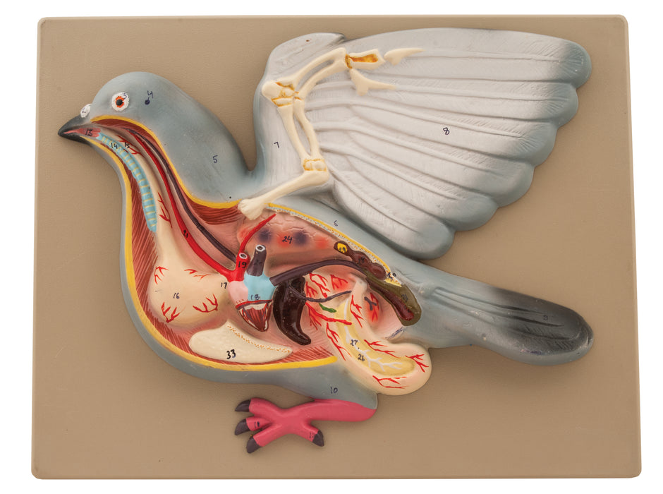 Pigeon with Open Feathers