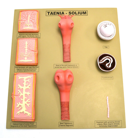 Tapeworm / Taenia - Solium model