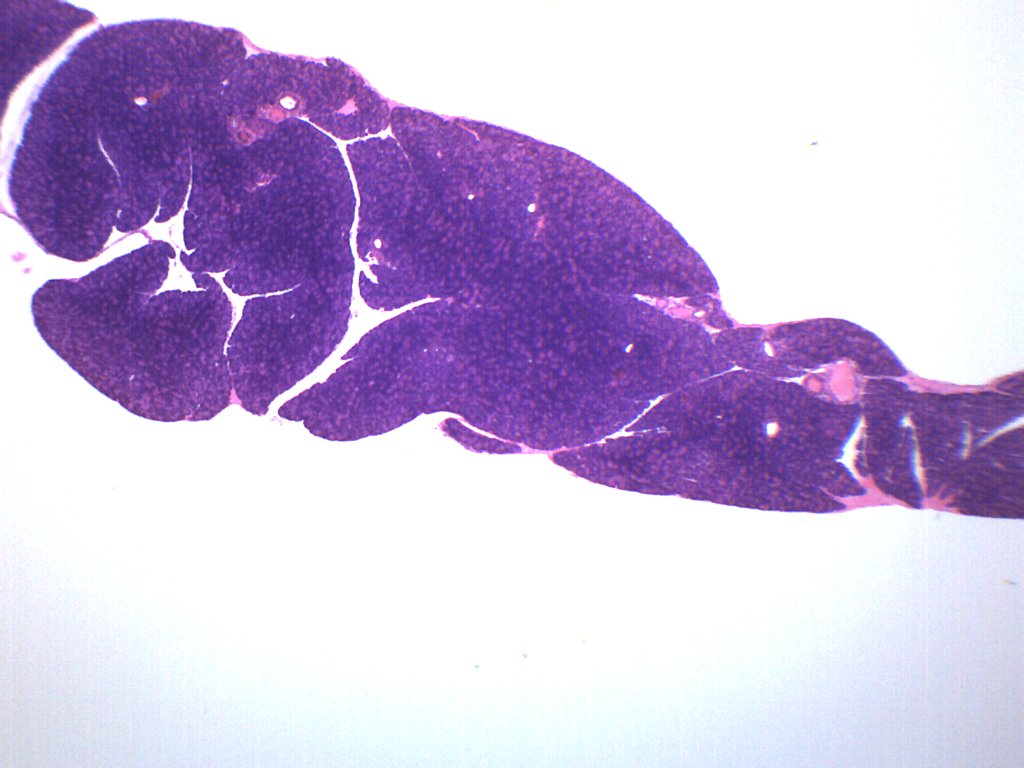 Pancreas, Tissue Section - Prepared Microscope Slide - 75x25mm