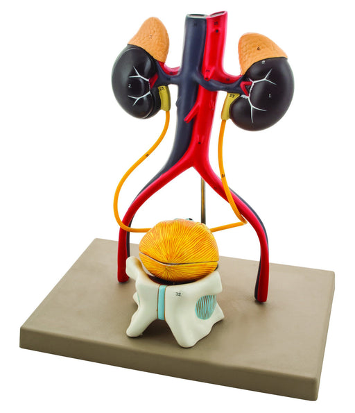 Eisco Life-Size Human Male Urinary System Model, 5 Parts