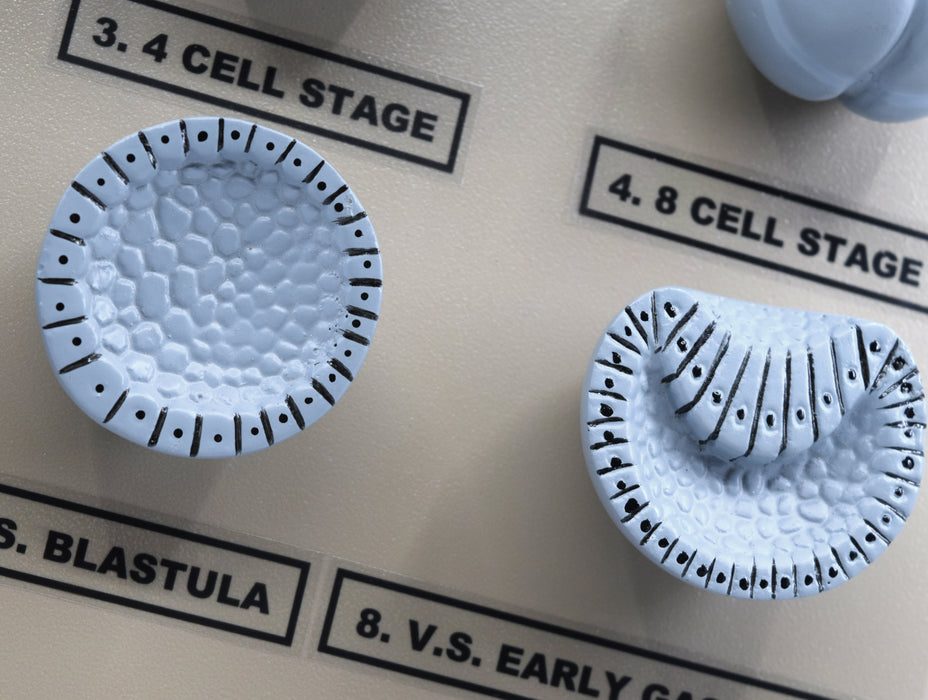 Amphioxus Embryonic Stages Model - Three Dimensional with Hand Painted Details - Mounted on Base, 10" x 9" - Eisco Labs