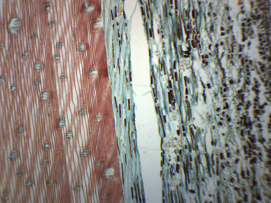 Pine Xylem & Tracheids - Prepared Microscope Slide - 75x25mm