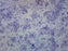Bacteria Spores Smear - Prepared Microscope Slide - 75x25mm