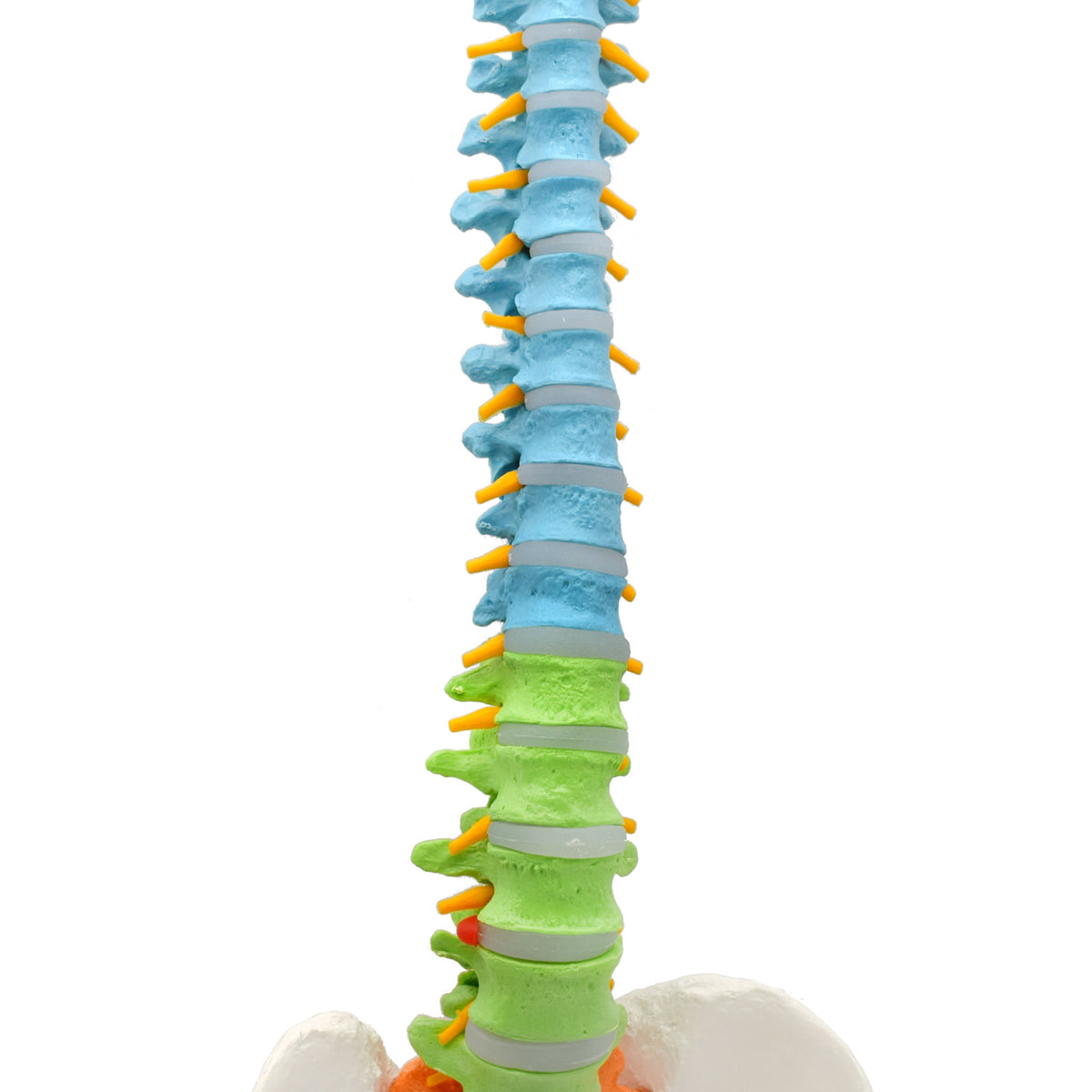Human Spine Model, Flexible - 31.5