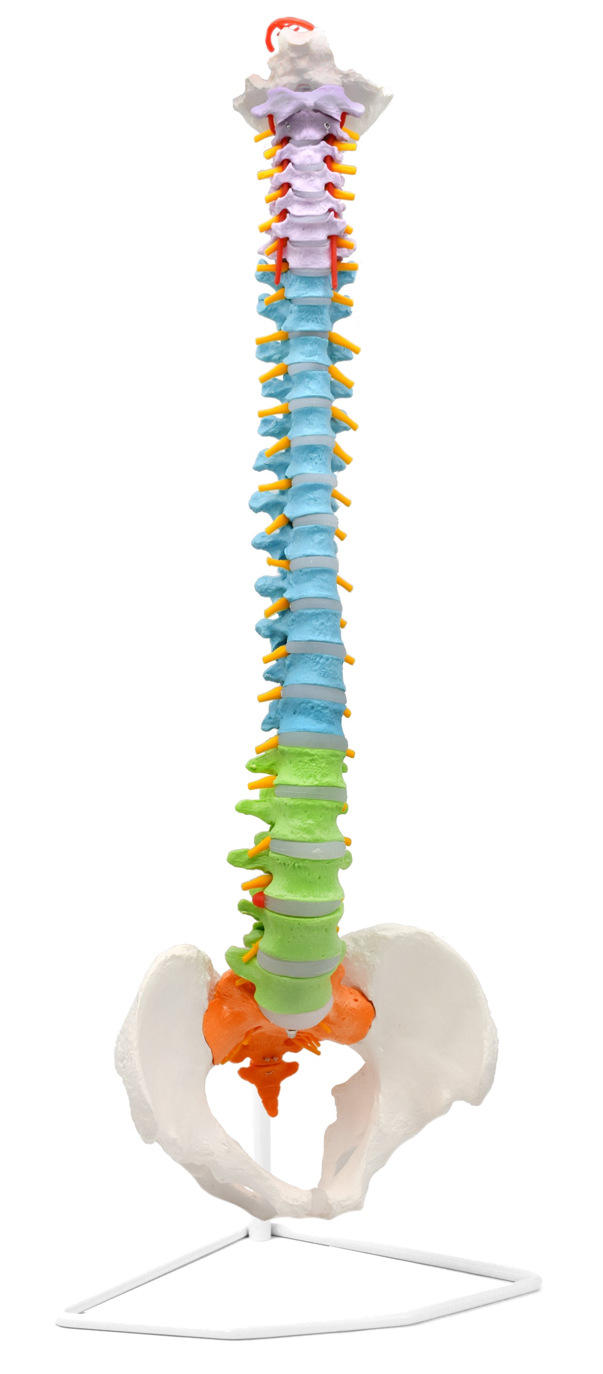 Human Spine Model, Flexible - 31.5