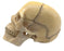 Didactic Mini Skull, Natural Color - 15 Pieces, Magnetic Mounting