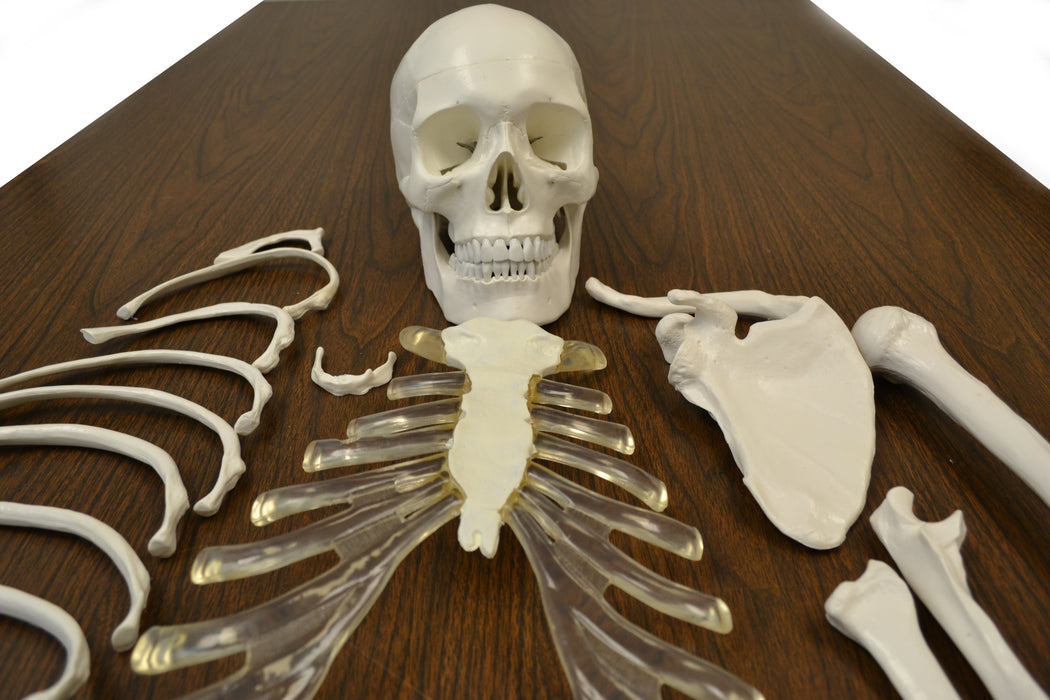 Eisco Life Size Disarticulated Adult Human Skeleton Eisco Labs eisco-life-size-disarticulated-adult-human-skeleton-eisco-labs