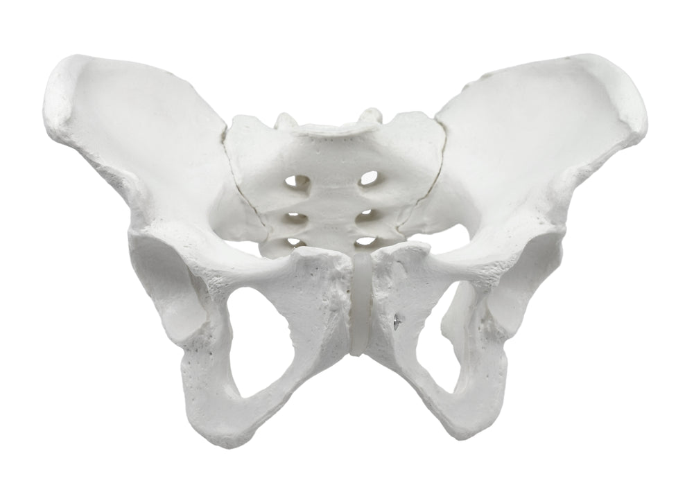 Female Pelvis Model, Human - Life Size, 3D Rendering