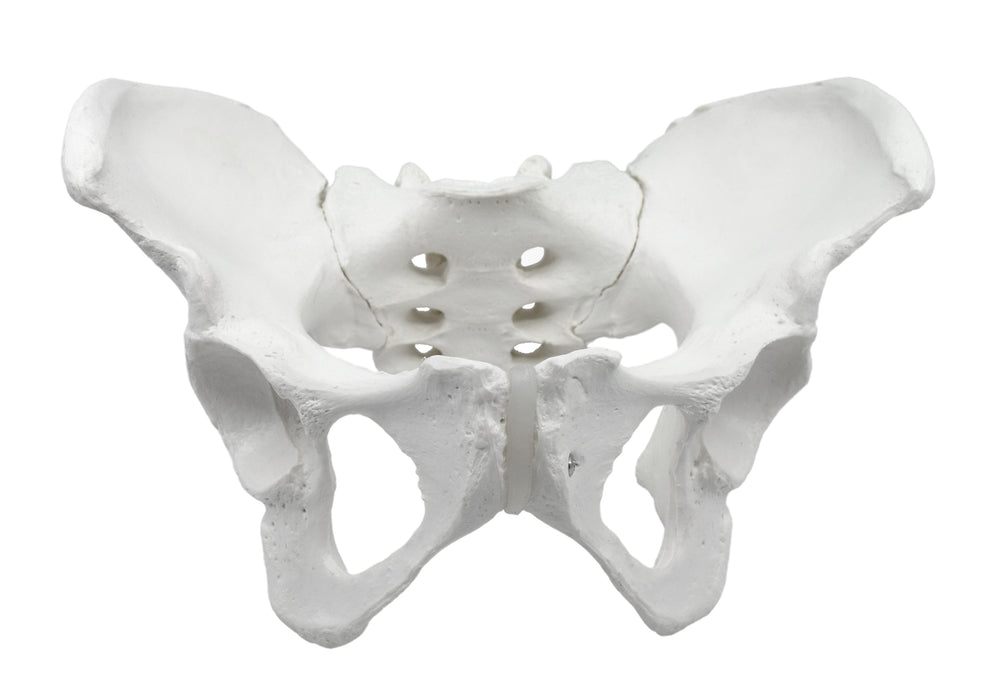 Female Pelvis Model, Human - Life Size, 3D Rendering