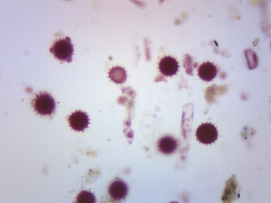 Dicot Pollens - Prepared Microscope Slide - 75x25mm