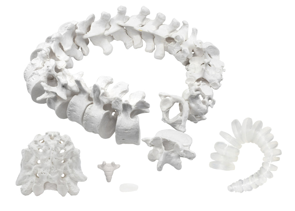Disarticulated Human Spine Model, 50 Parts - Vertebrae, Sacrum, Coccyx, Intervertebral Discs - Life Sized, Medical Quality