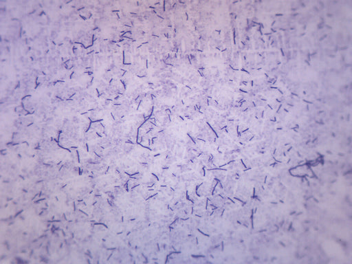 Bacillus Subtilis, Gram Positive - Prepared Microscope Slide - 75x25mm