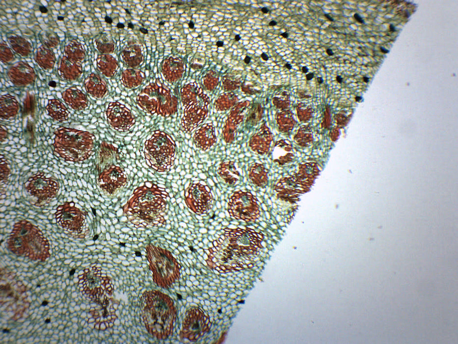 dracaena monocot or dicot Dracaena Stem - Cross Section - Prepared Microscope Slide