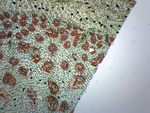 Dracaena Stem - Cross Section - Prepared Microscope Slide - 75x25mm