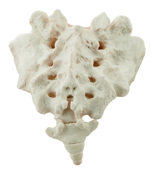 Sacrum Bone with Coccyx Model, Human - Life Size, 3D Rendering