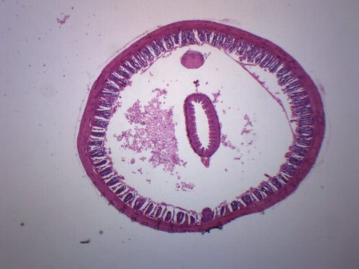 Earthworm Composite - Cross Section - Prepared Microscope Slide - 75x25mm