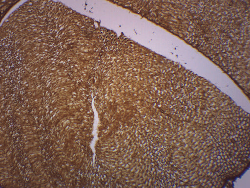 Basal Spinal Ganglion - Prepared Microscope Slide - 75x25mm