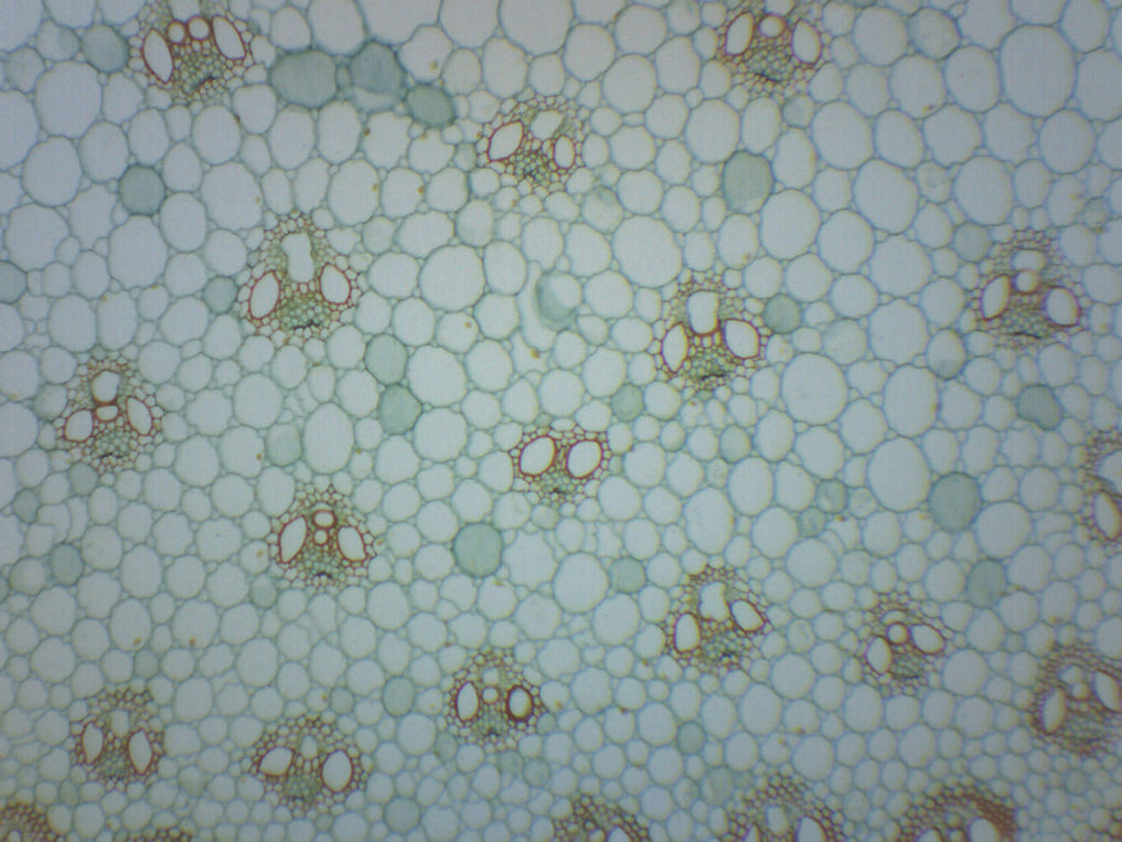 Zea Mays Stem - Prepared Microscope Slide - 75x25mm — Eisco Labs