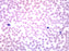 Human Blood Smear WR Stain - Prepared Microscope Slide - 75x25mm