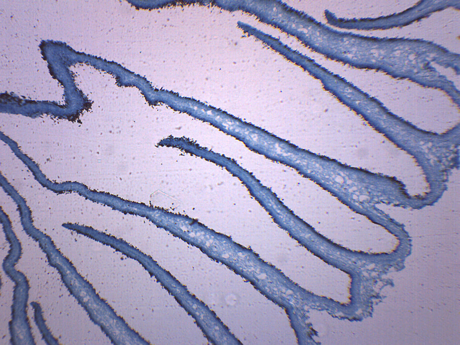 Coprinus Fungi (Mushroom) - Prepared Microscope Slide - 75x25mm