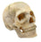 Didactic Mini Skull, Natural Color - 15 Pieces, Magnetic Mounting