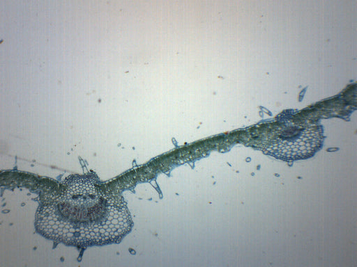 Syringa Vulgaris Leaf - Prepared Microscope Slide - 75x25mm