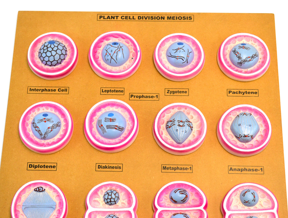 16 Plant Cell Division Meiosis Model, Mounted on Base - 24" x18" - Eisco Labs