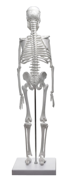 Miniature Human Skeleton Model, 17.5" Tall - With Rod Mount & Stand