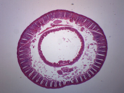Earthworm Composite - Cross Section - Prepared Microscope Slide - 75x25mm