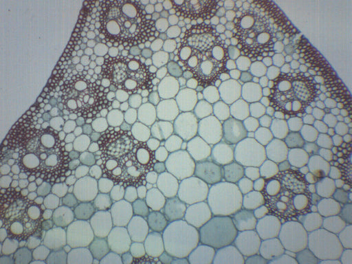 Monocot Stem - Prepared Microscope Slide - 75x25mm