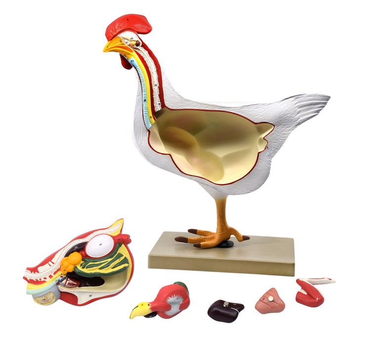 Chicken Anatomy Model, 6 Parts - Life Size