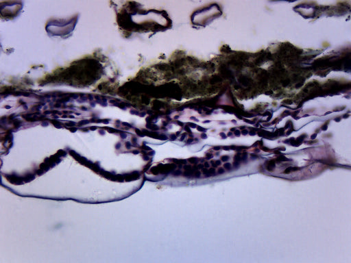 Fern Prothallium - Cross Section - Prepared Microscope Slide - 75x25mm