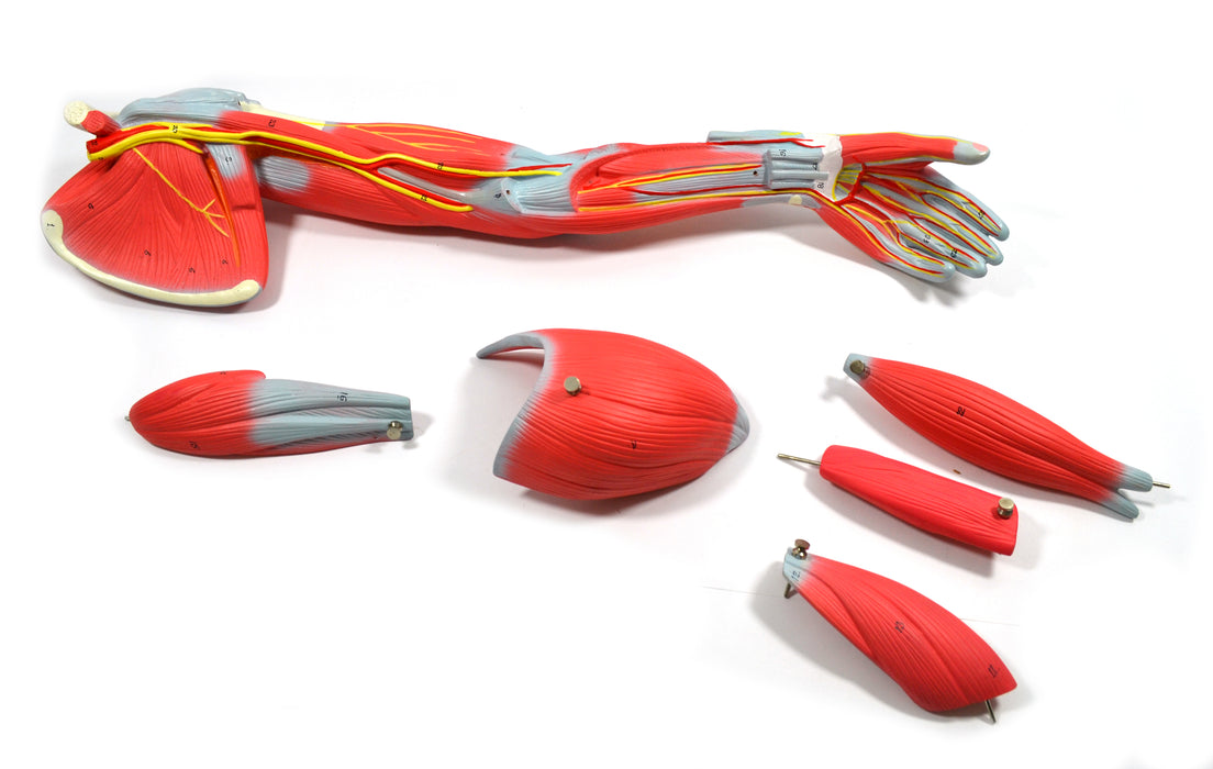 Eisco Labs Model Child's Arm with Removable Muscles on Display Stand