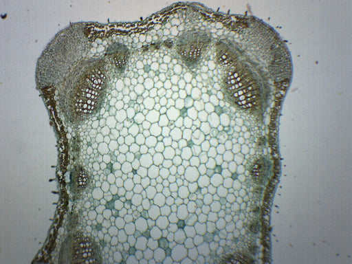 Lavender Stem - Prepared Microscope Slide - 75x25mm
