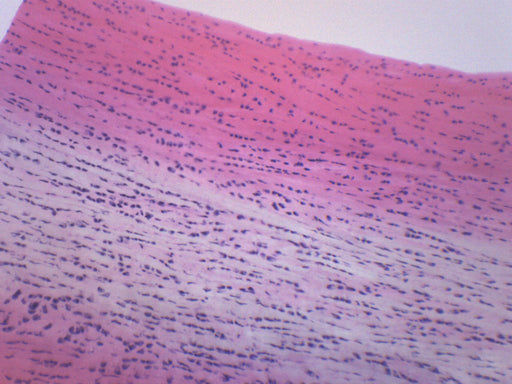 White Fibrocartilage, Mammal - Prepared Microscope Slide - 75x25mm