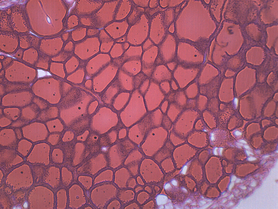 Thyroid Gland - Prepared Microscope Slide - 75x25mm