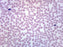 Human Blood Smear WR Stain - Prepared Microscope Slide - 75x25mm