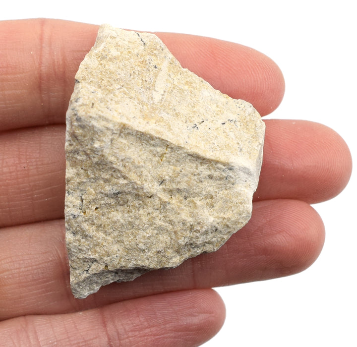 Raw Travertine, Sedimentary Rock Specimen - Approx. 1" - Geologist Selected & Hand Processed - Great for Science Classrooms - Eisco Labs