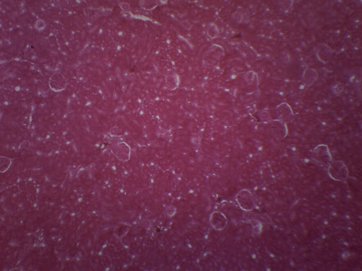 Kidney Of Cat - Prepared Microscope Slide - 75x25mm